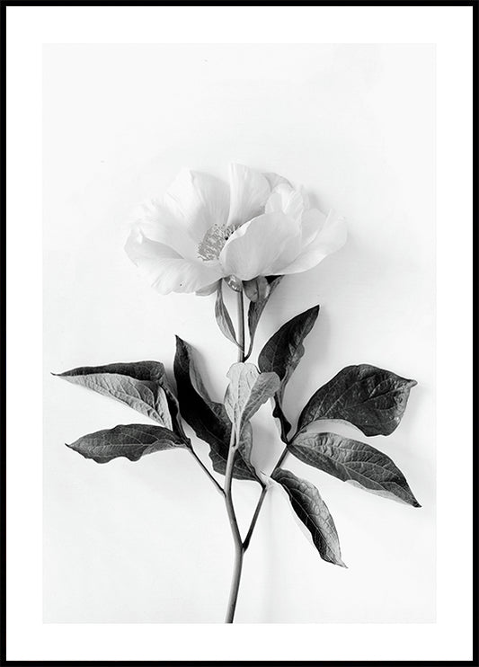 Peony B&W Poster