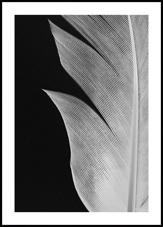 Feather No.5 Poster
