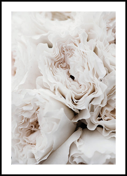 White Blossoming Roses Poster