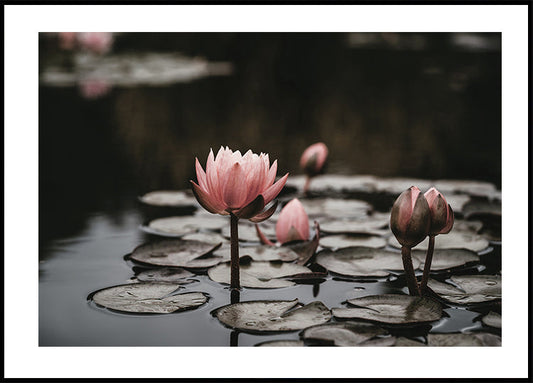 Pink Lotus Flowers Poster