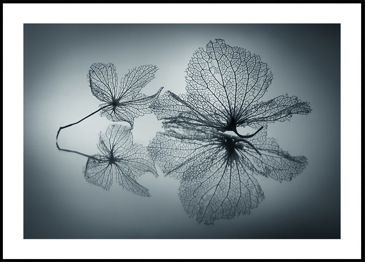 Ephemeral Beauty
