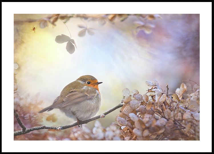 Robin on dreams