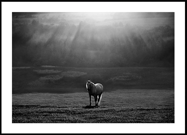 morning appearance