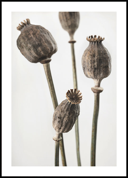 Dried_006