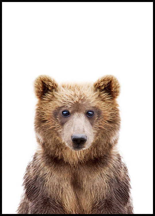 Baby Bear
