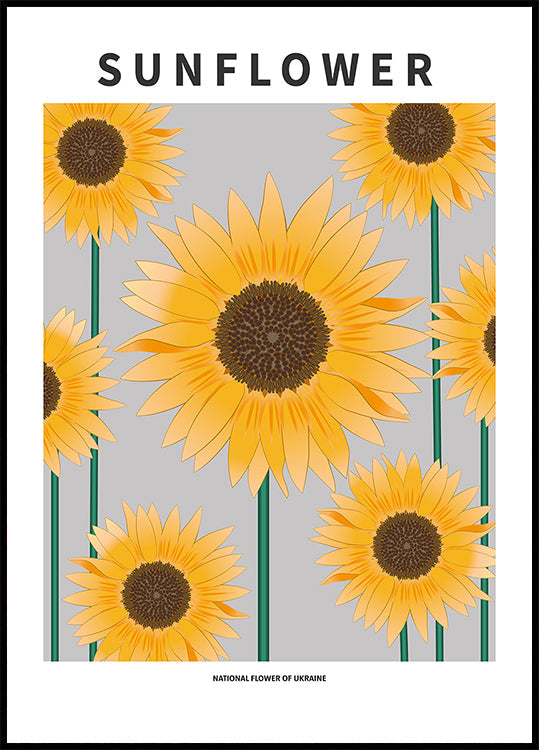 Sunflower - National flower och Ukraine
