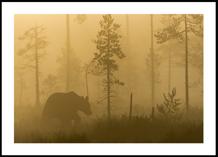 Morning Fog