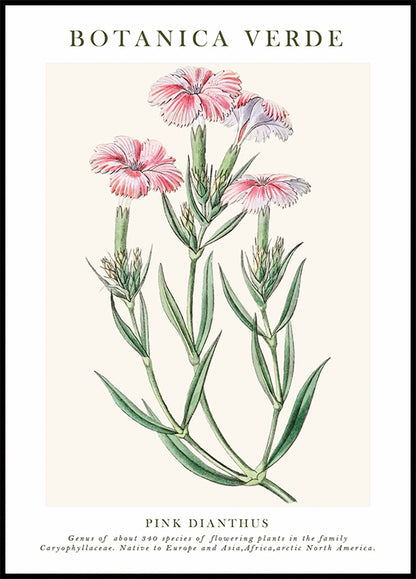 Pink Dianthus Botanical Poster