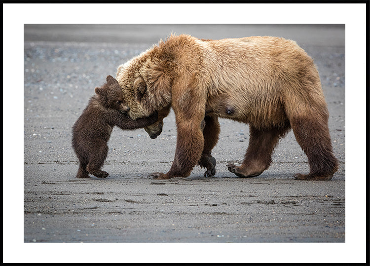 A Little Bear Hug Poster