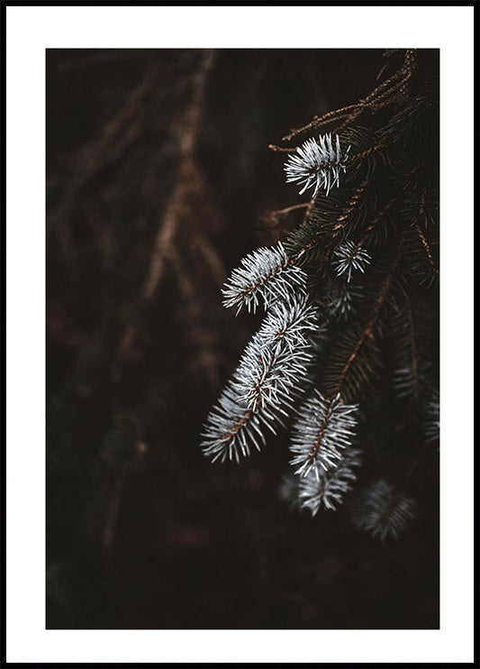 Fir Needle In White Poster