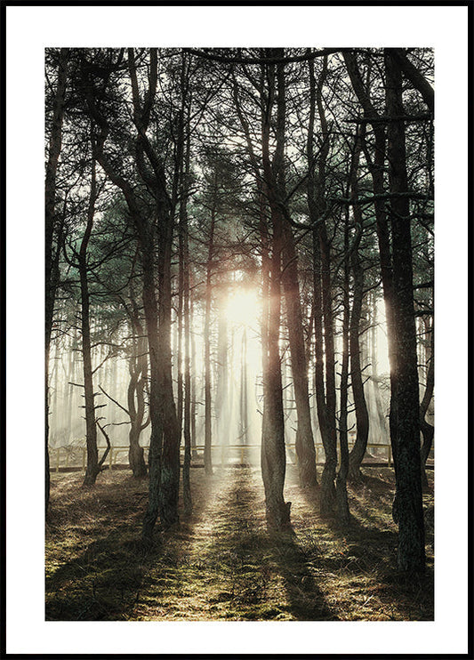 Sunlight Through The Trees Poster