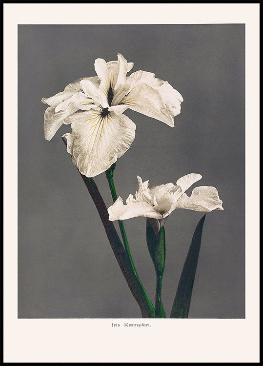 Iris Kæmpferi