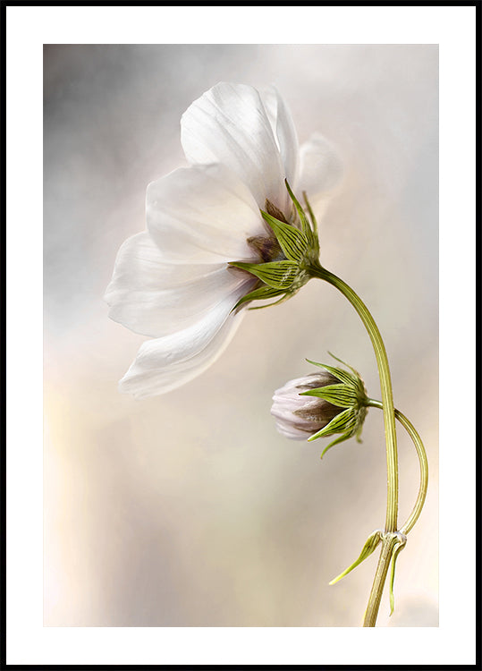 Heavenly Cosmos