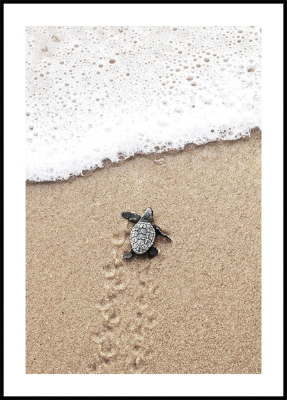 Baby Turtle Runs Into The Water Poster