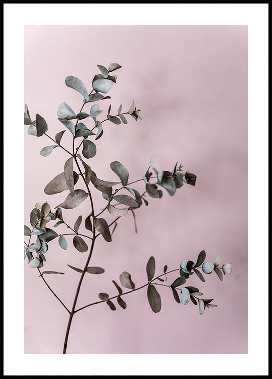Eucalyptus 12