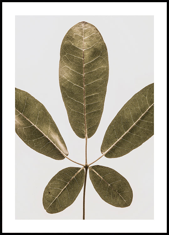 Five Leaf Harmony