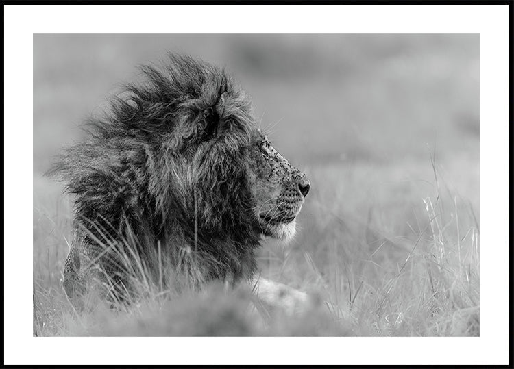 The king is alone