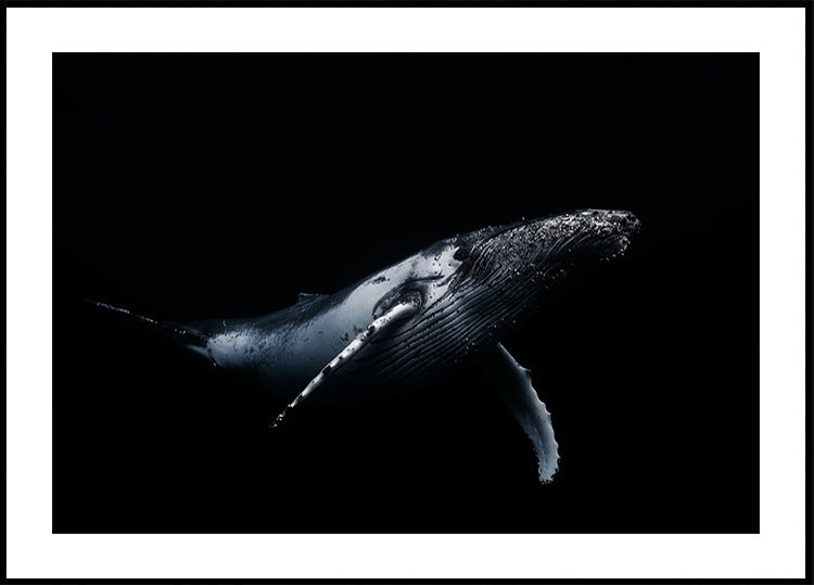 Black &amp; Whale Poster