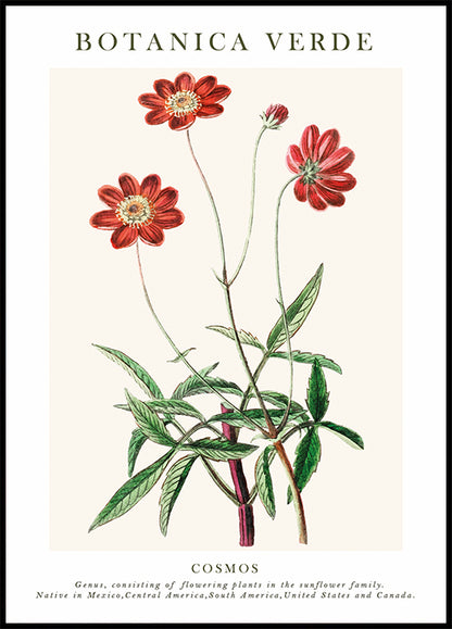 Cosmos Botanical Poster