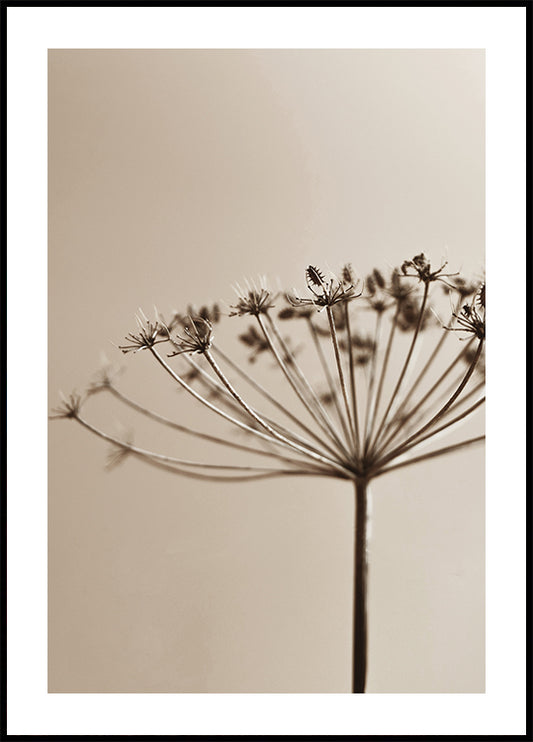 Elegant Dried Plant Silhouette in Sepia Tone Poster