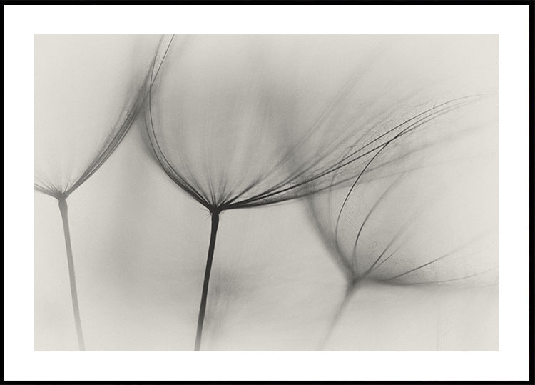 Tragopogon