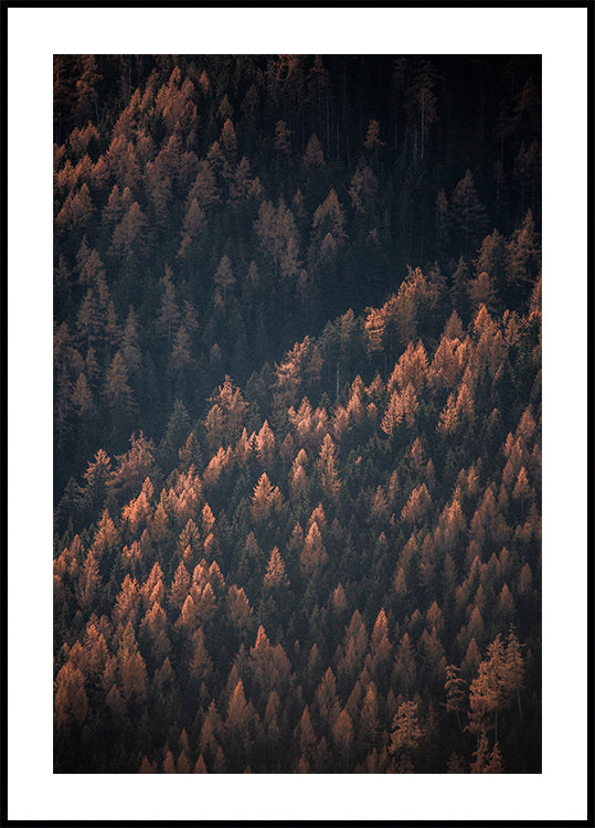 Autumn Woods 2