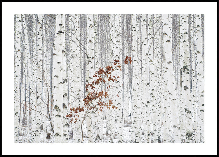 From White Poster