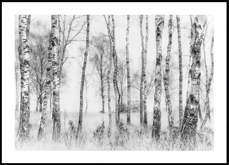 Black and White Birch Poster