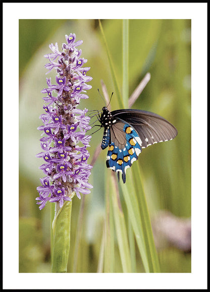 Butterfly On A Flower Poster