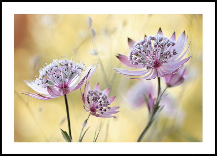 Astrantia Major Poster