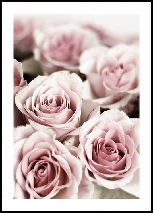 Soft Pink Roses Poster