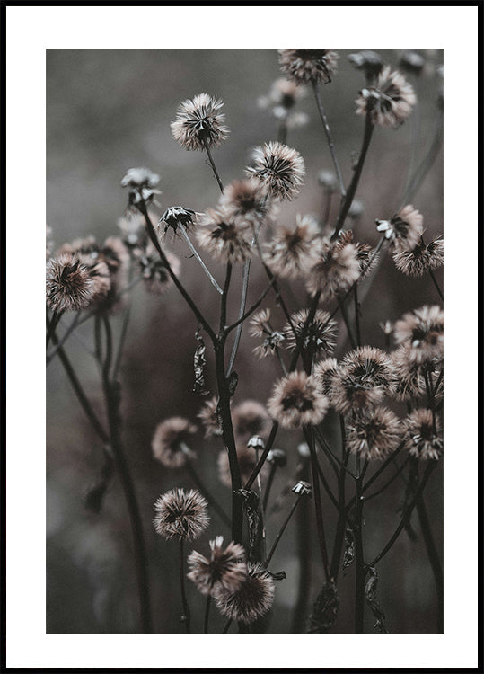 Forest Flowers Poster