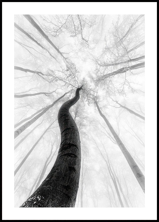 The winter Poster