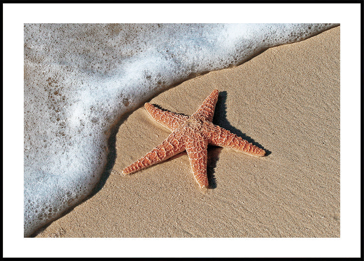 Starfish On The Beach Poster