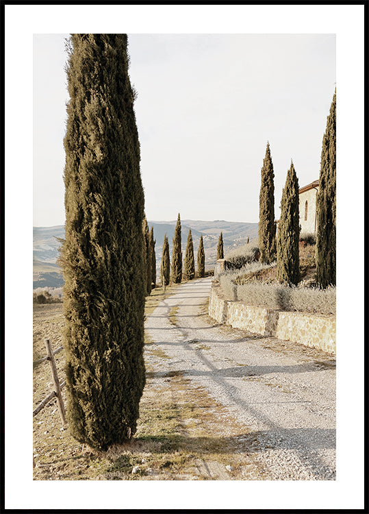 Tuscan Cypress Street Poster