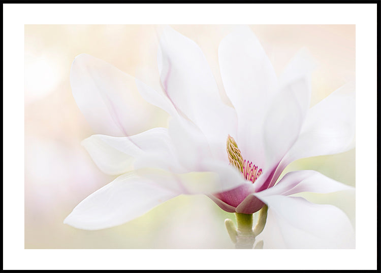 Purity