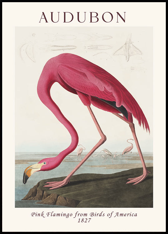Pink Flamingo Birds of America, Audubon 1827 Poster