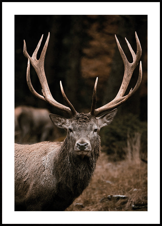 Majestic Stag in Autumn Forest Poster