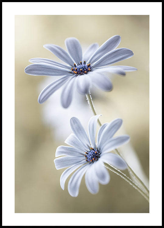Cape daisies Poster