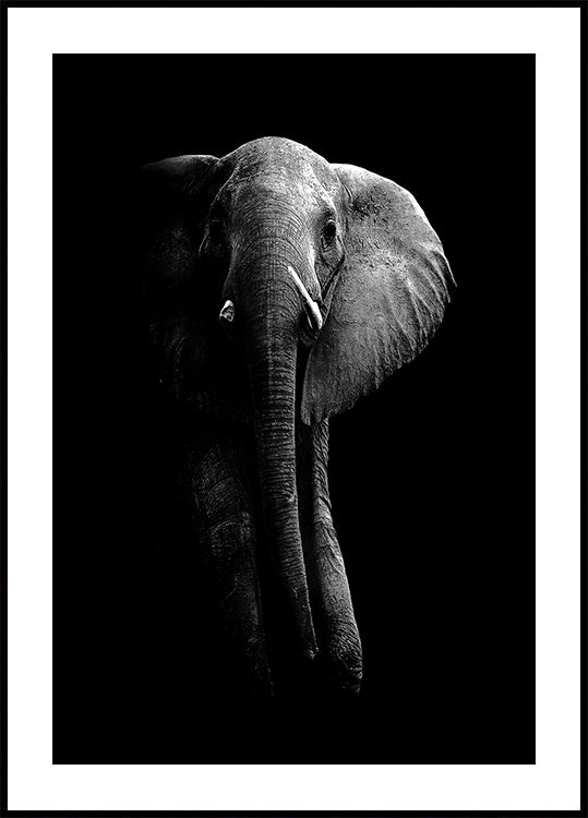 Elephant!