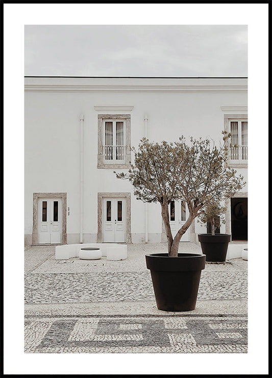 Olive Trees In The City Poster