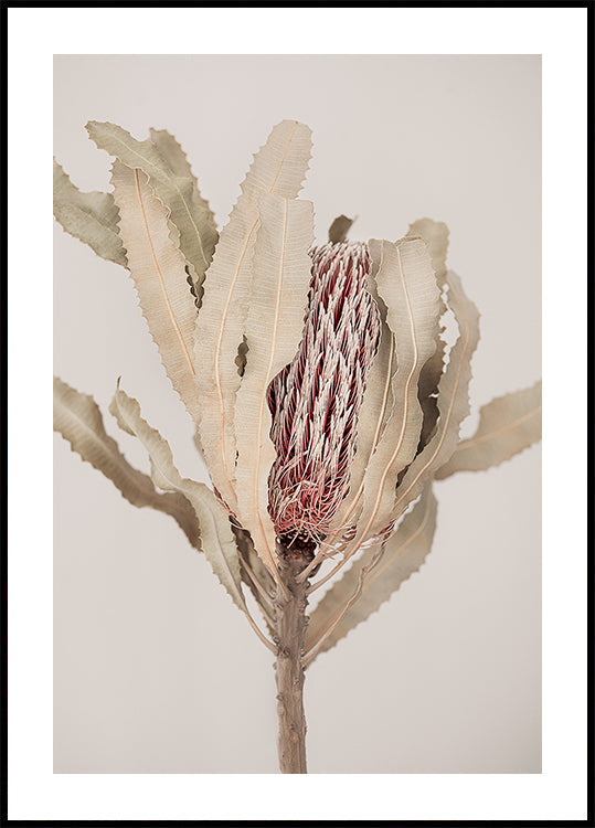 Banksia