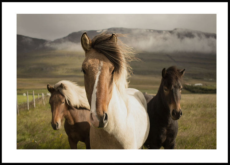 Graceful Horses Poster