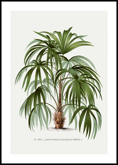 Vintage Palm Tree No. 1 Poster