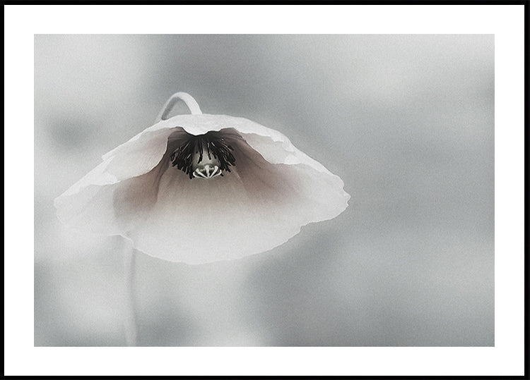 Ephemeral Beauty