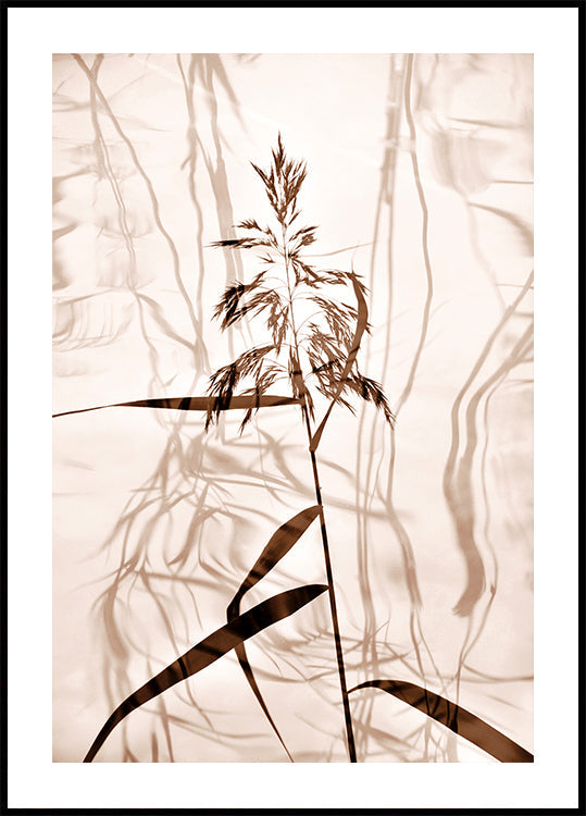 Reed reflection Poster
