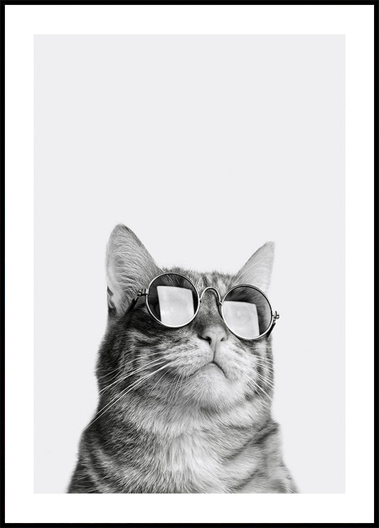 Cool Cat in Sunglasses Poster