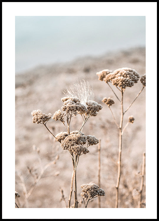 Dried Flowers Poster