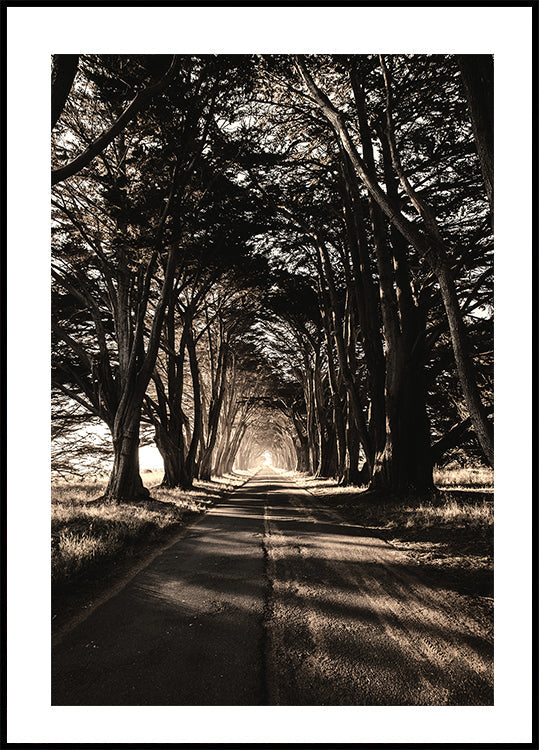 Road Amidst Trees Poster