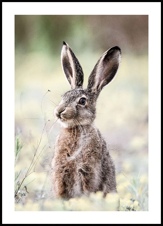 Hare Close Up Bunny Plakat